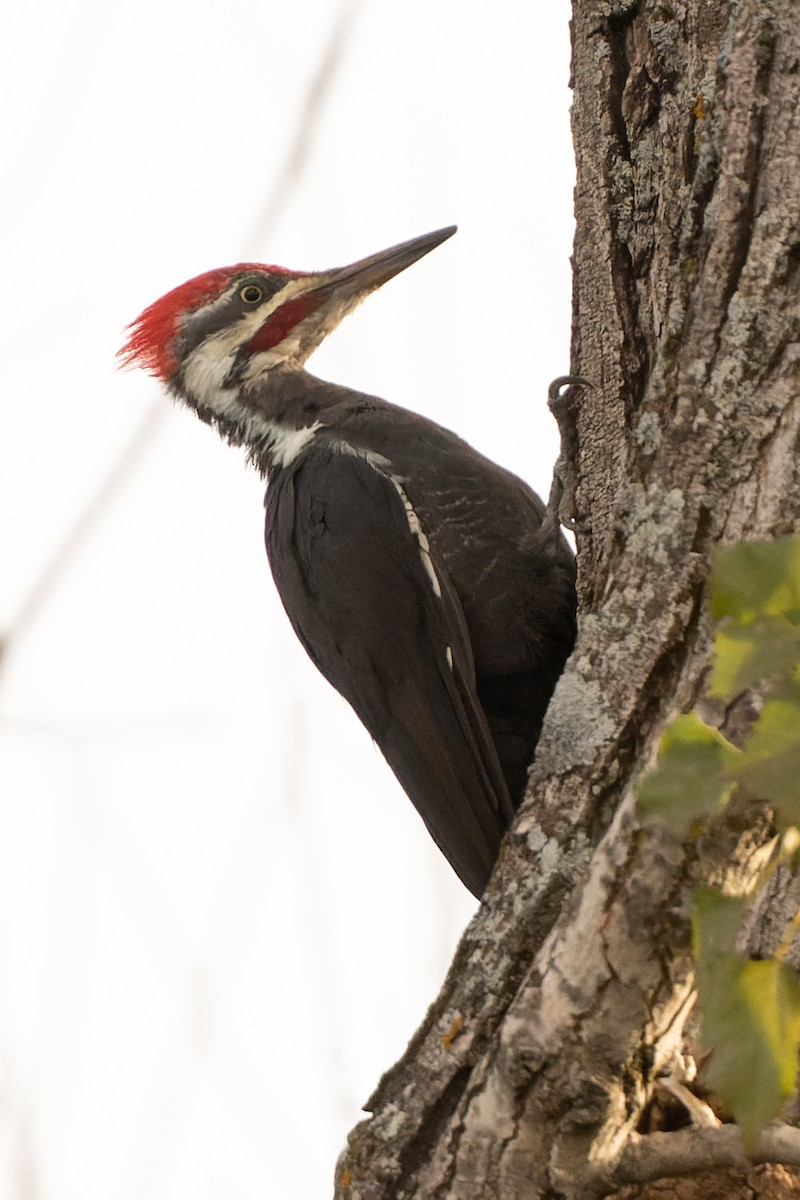 Pileated Woodpecker - ML485384251