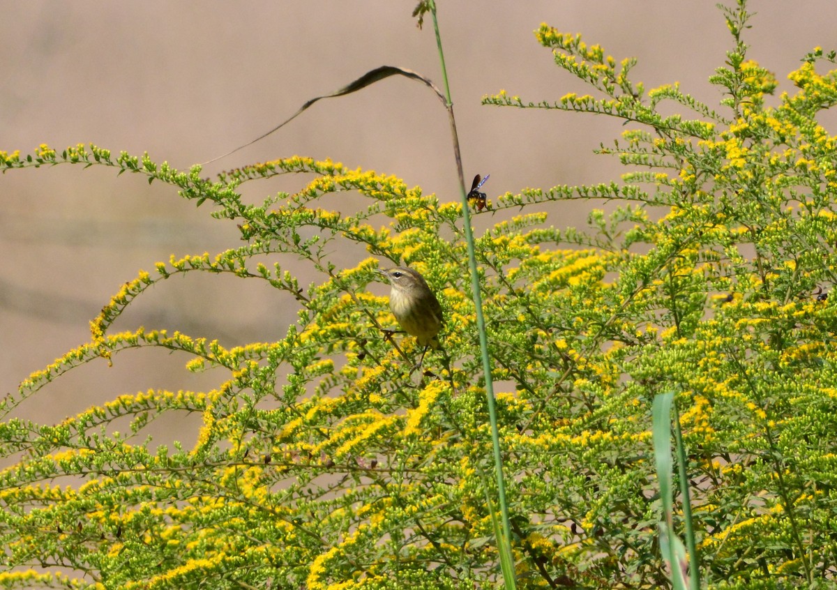 Palm Warbler - Kirk Andrews