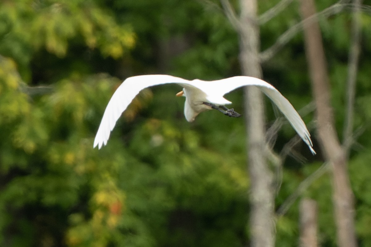 Great Egret - ML485385041