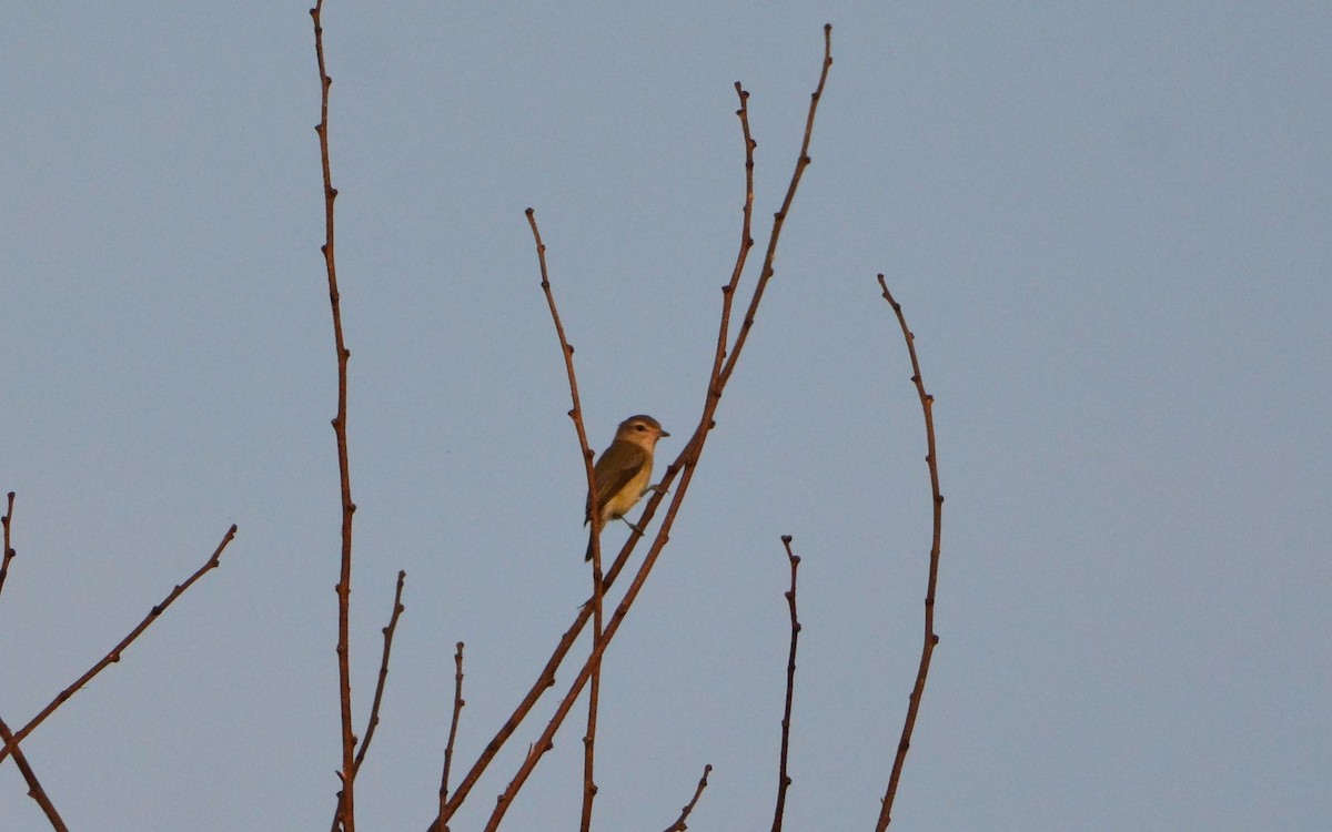 Warbling Vireo - Kirk Andrews