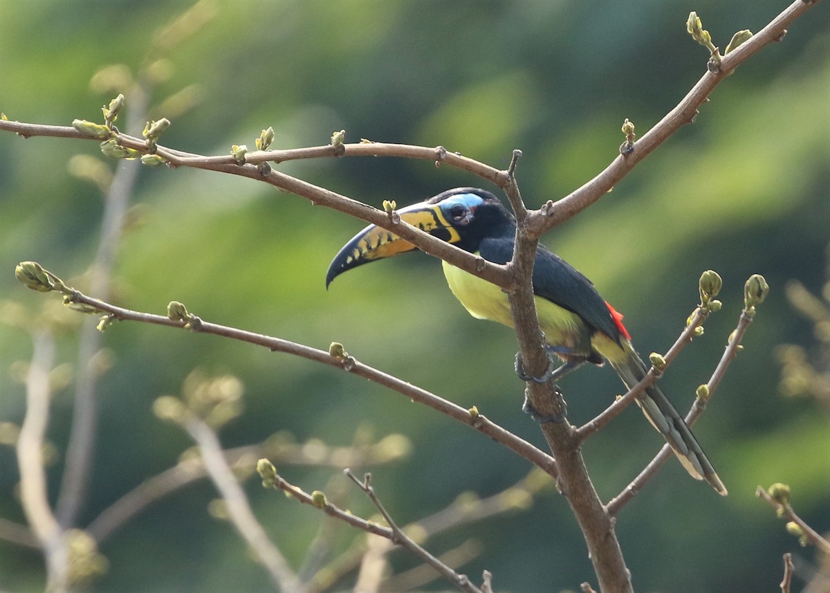 Lettered Aracari - ML485385111