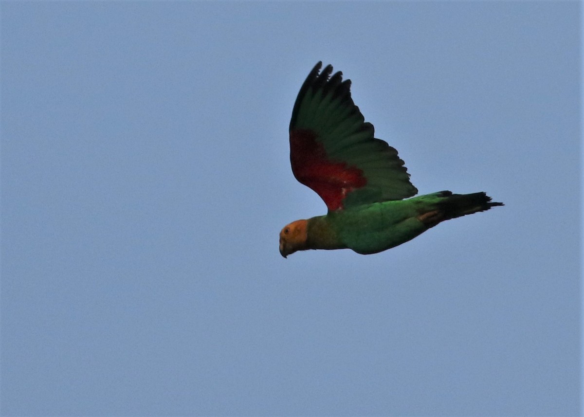 Bald Parrot - Dean LaTray