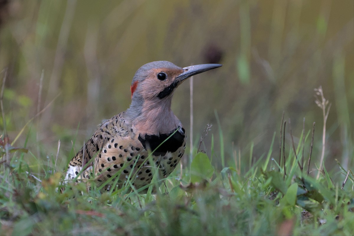 Northern Flicker - Robert Howard