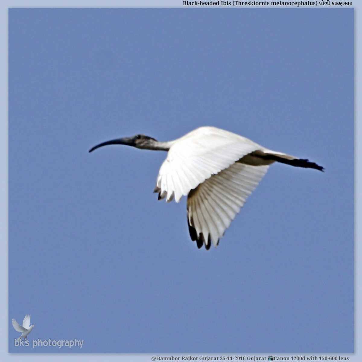 Ibis à tête noire - ML48538571