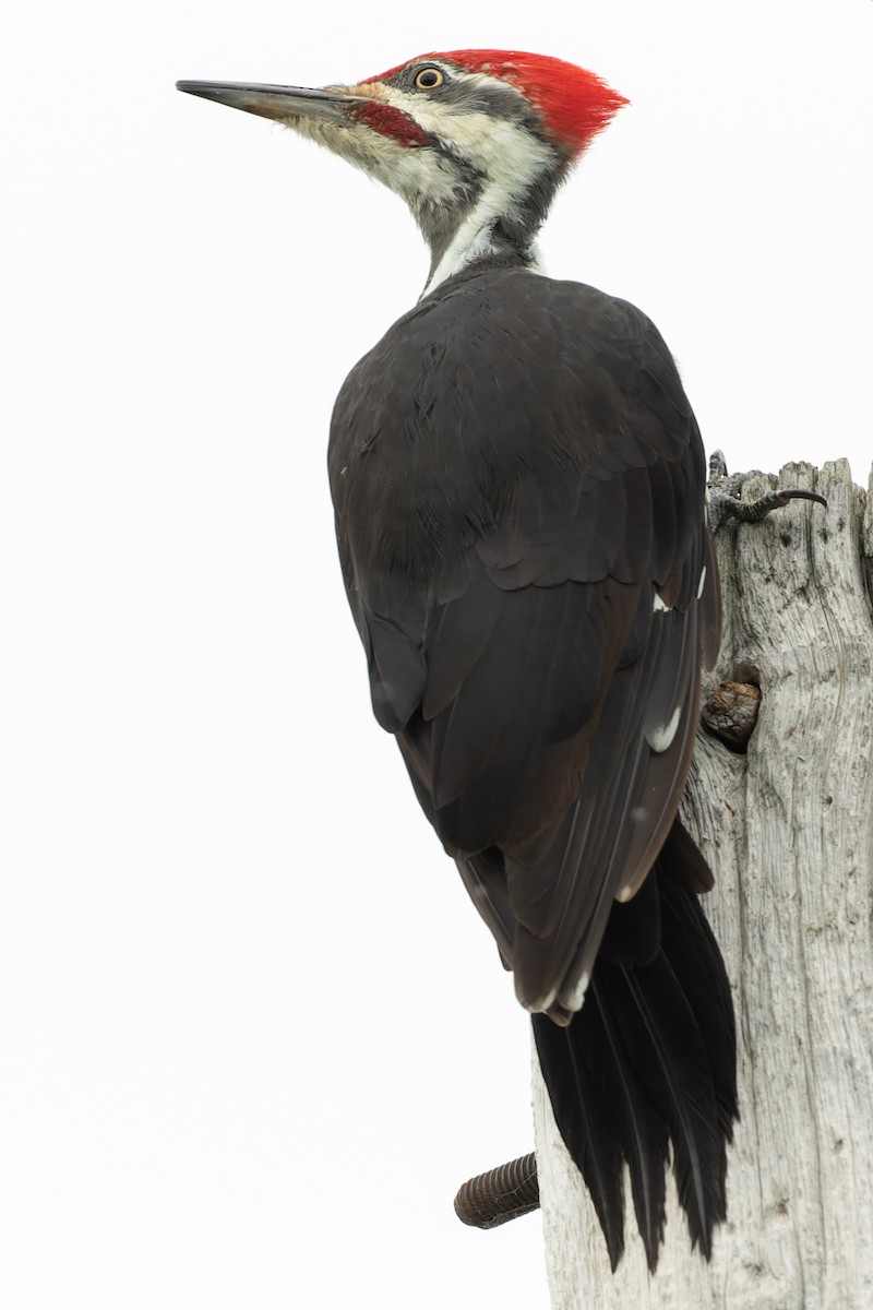 Pileated Woodpecker - ML485385761