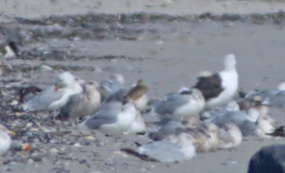 Marbled Godwit - ML485386041