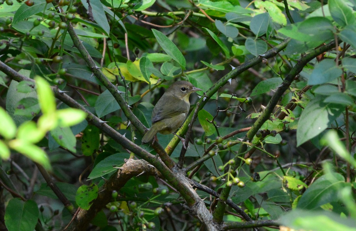 Common Yellowthroat - Kirk Andrews