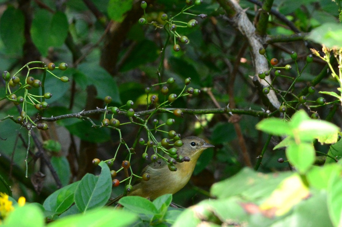 Common Yellowthroat - Kirk Andrews