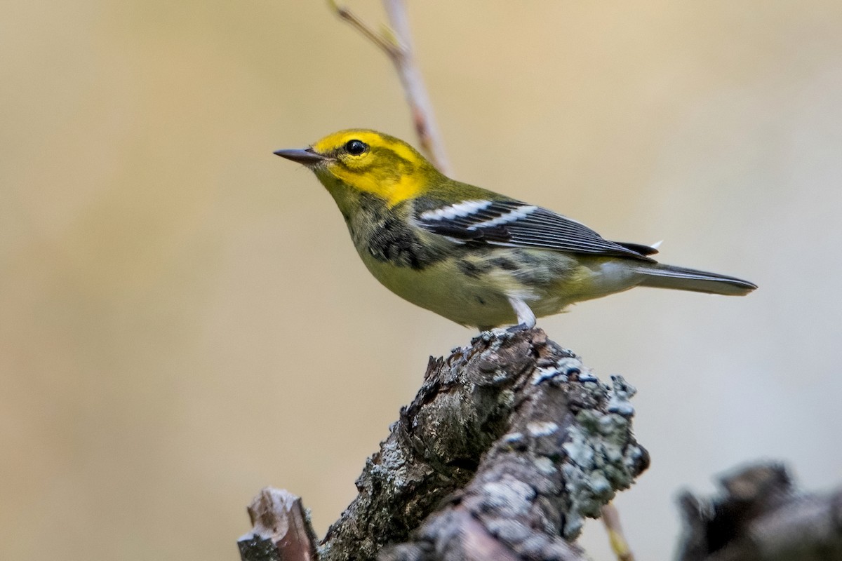 Black-throated Green Warbler - Sue Barth