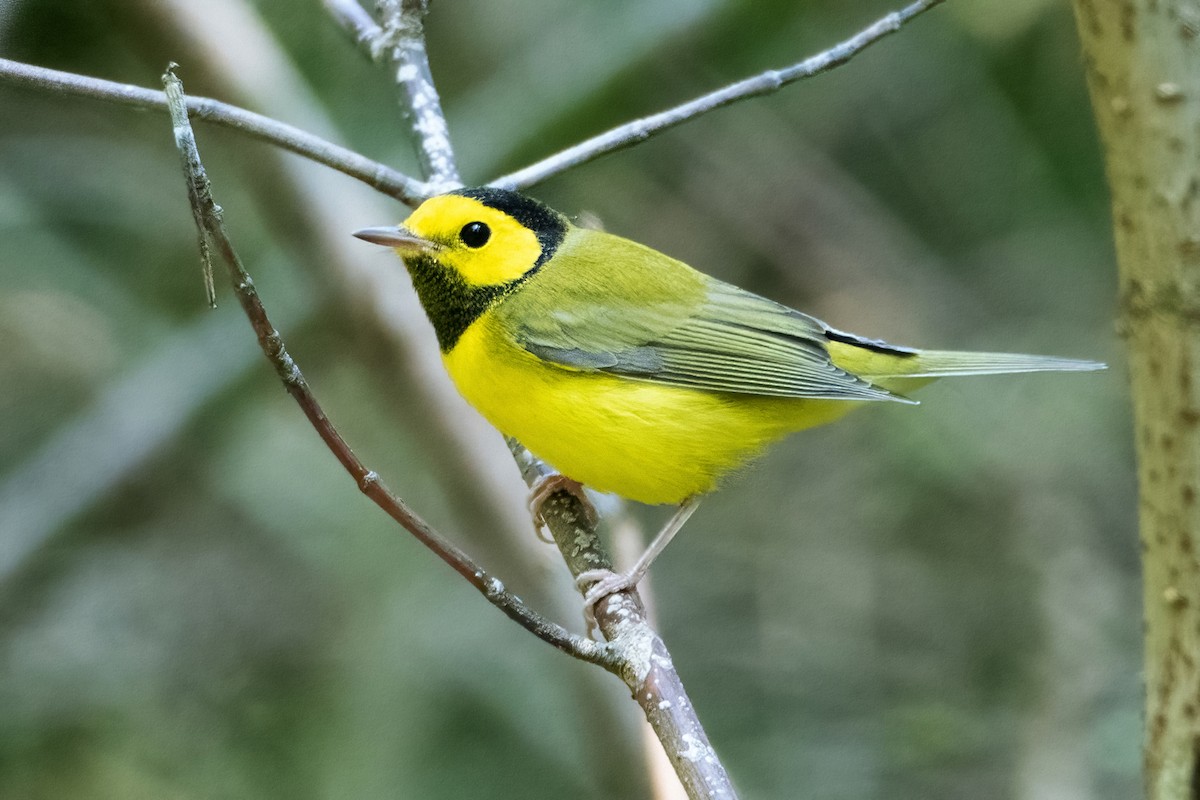Hooded Warbler - Sue Barth