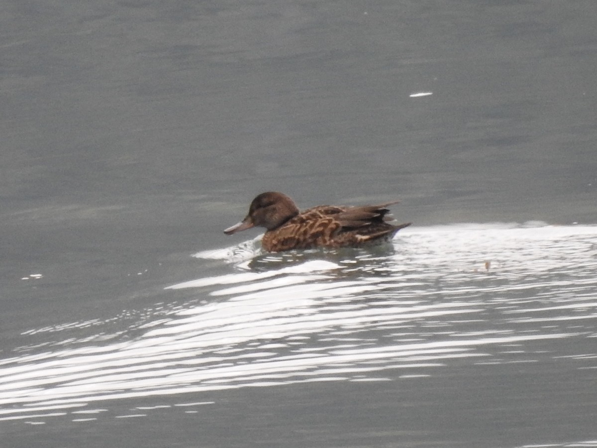 Green-winged Teal - ML485390391