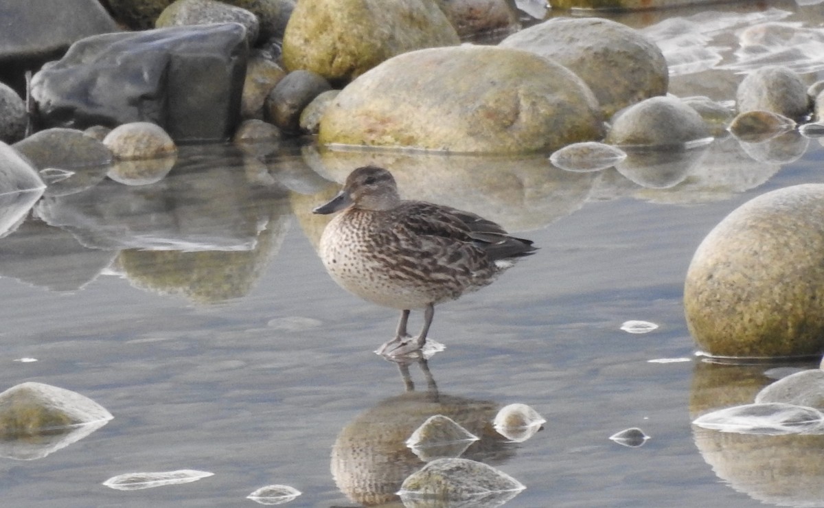 Green-winged Teal - ML485390441