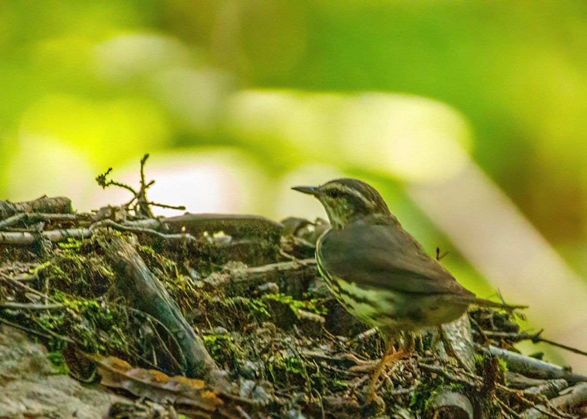 Northern Waterthrush - ML485390741