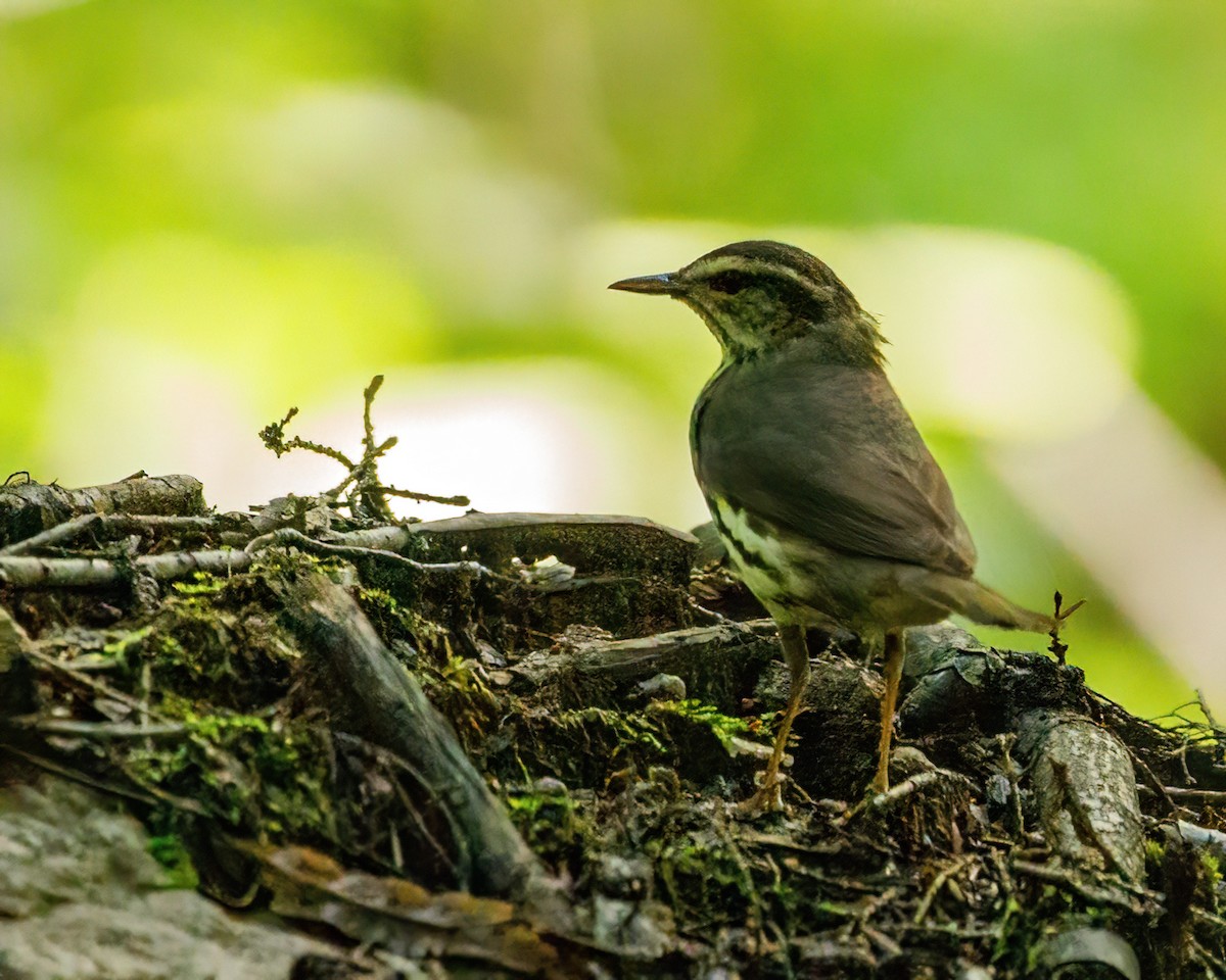 Northern Waterthrush - ML485390761