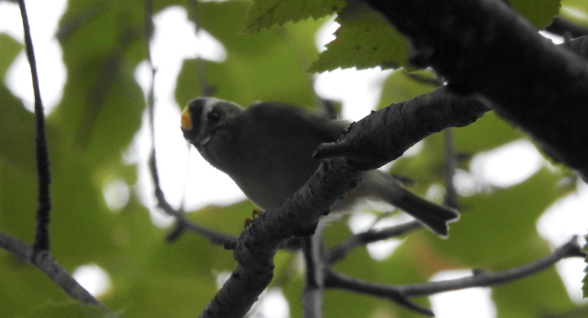 Roitelet à couronne dorée - ML485390831