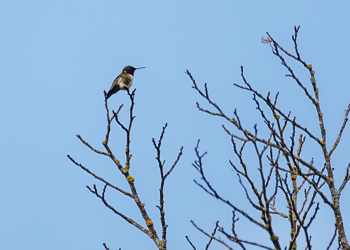 Ruby-throated Hummingbird - ML485391431