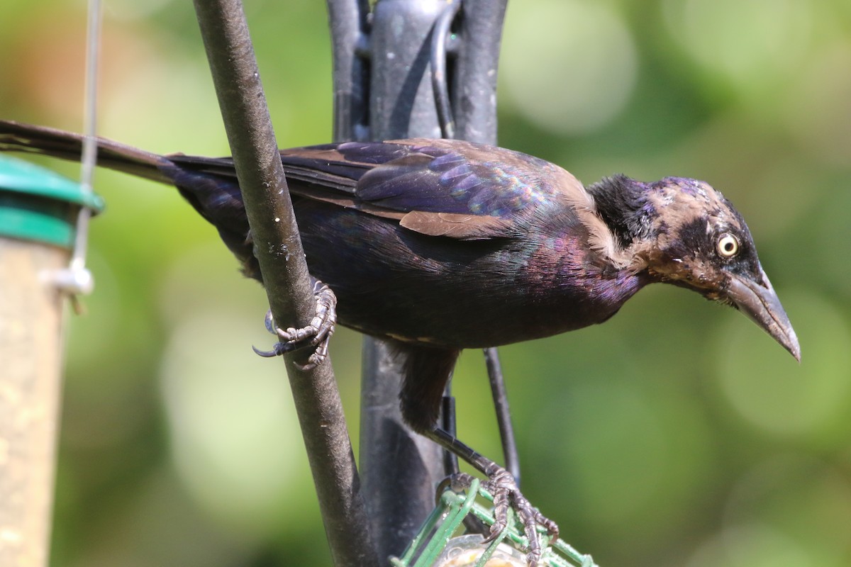 Common Grackle - ML485391701