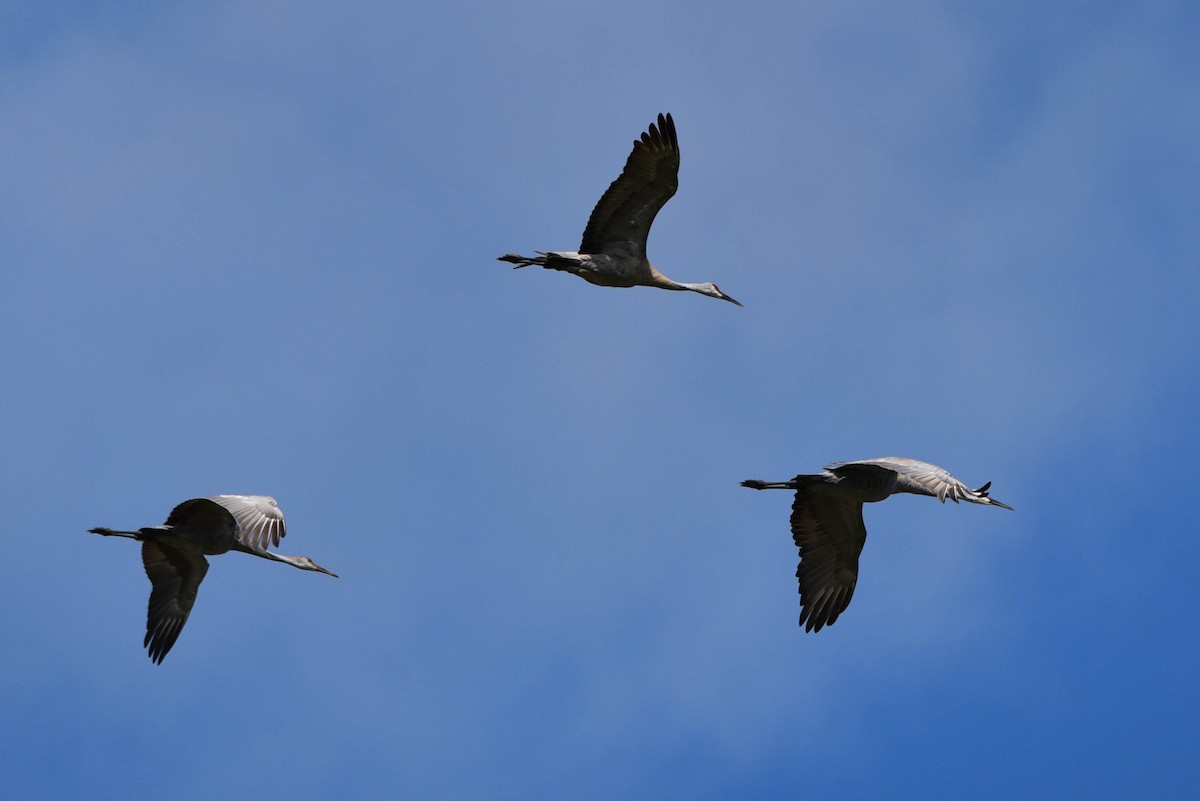 Sandhill Crane - Andrea Heine