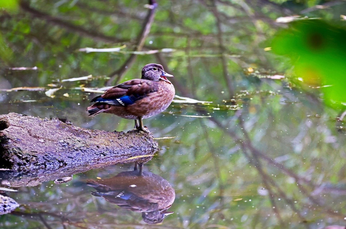 Wood Duck - ML485391971