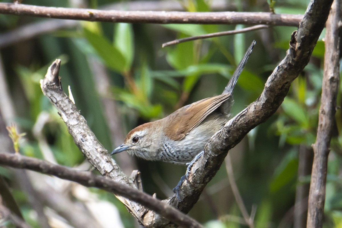 Rufous-capped Antshrike - Andy Bowen