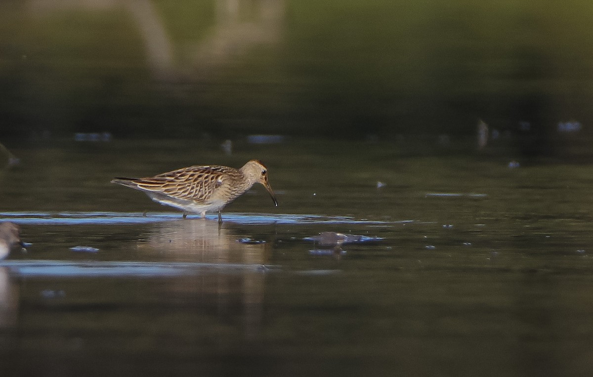 Pectoral Sandpiper - ML485392941