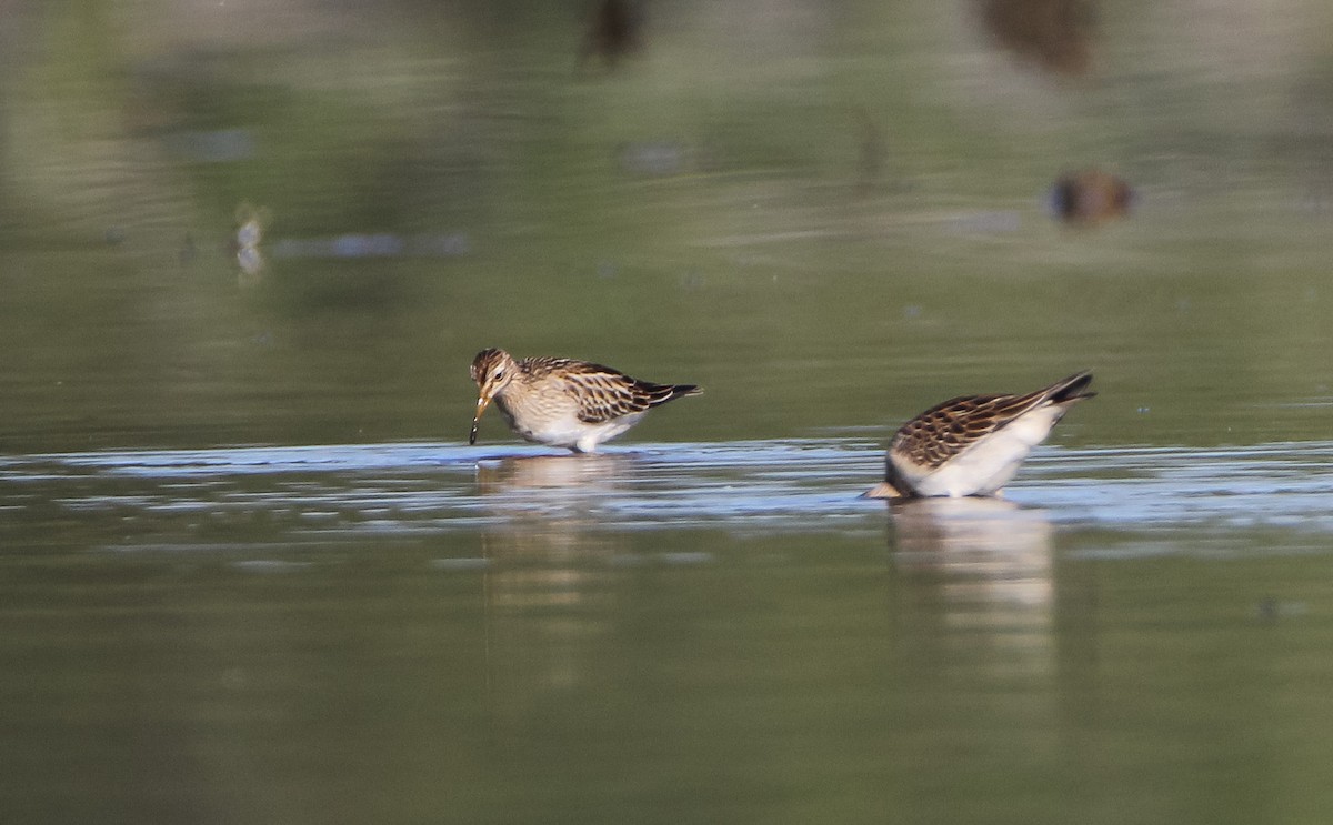 Pectoral Sandpiper - ML485392951