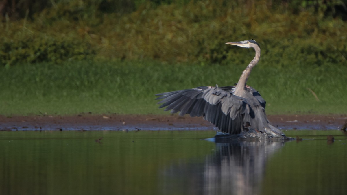 Great Blue Heron - ML485393001