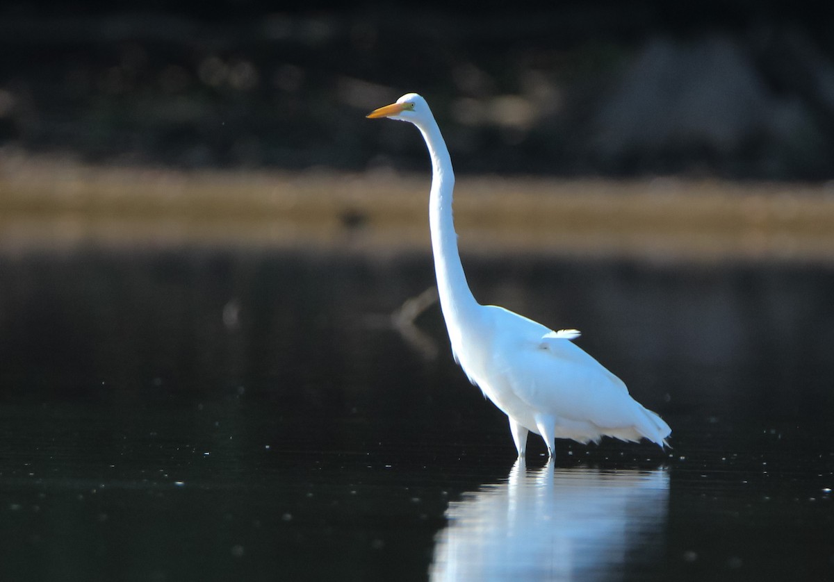 Great Egret - ML485393011