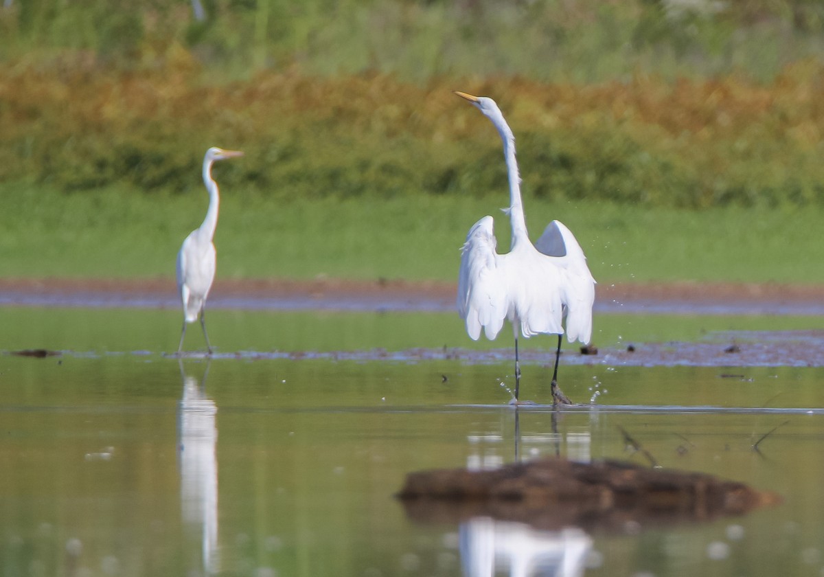 Great Egret - ML485393021