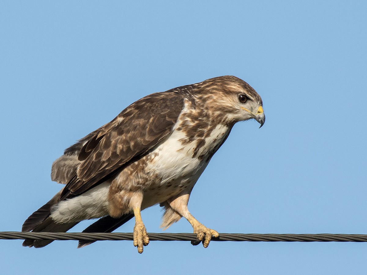 Forest Buzzard - Bruce Ward-Smith