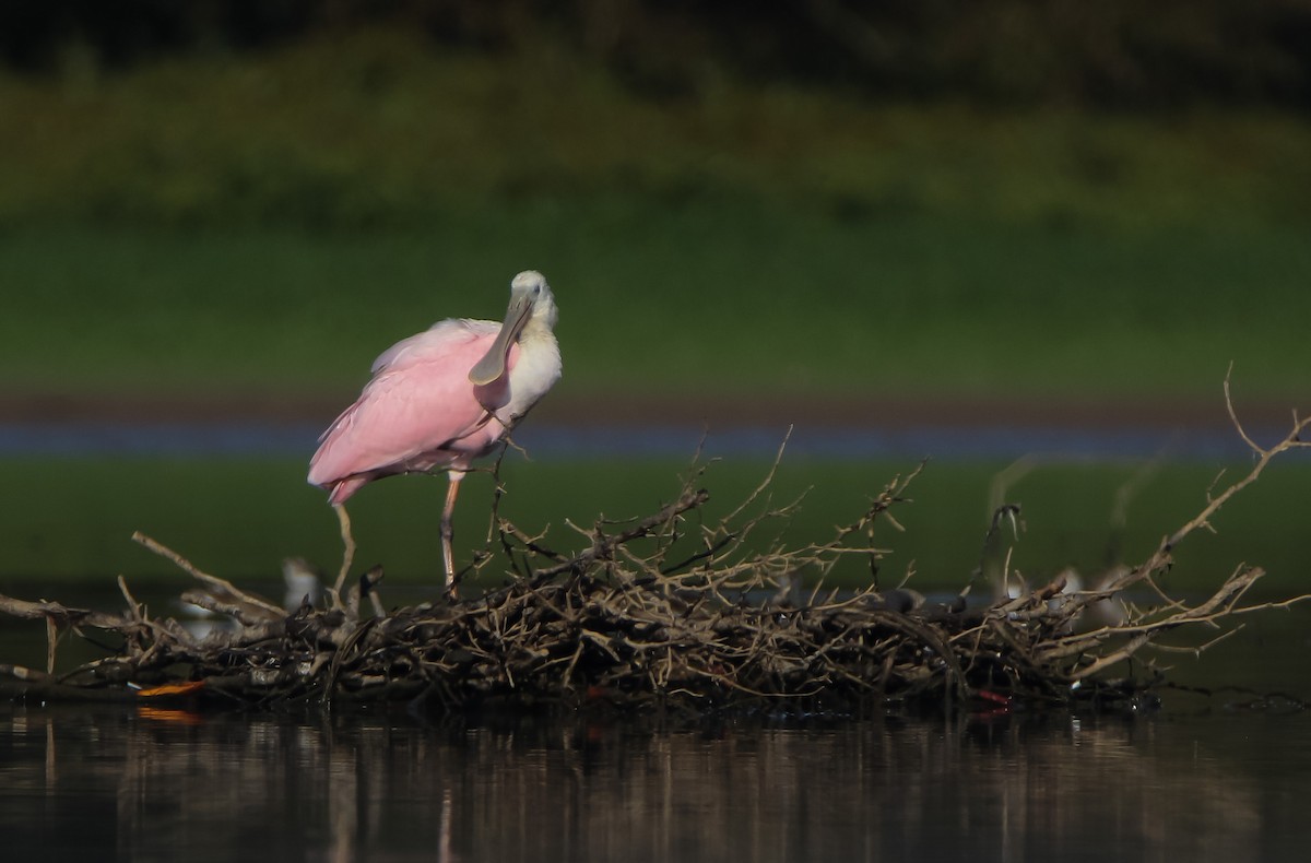 Roseate Spoonbill - ML485393411