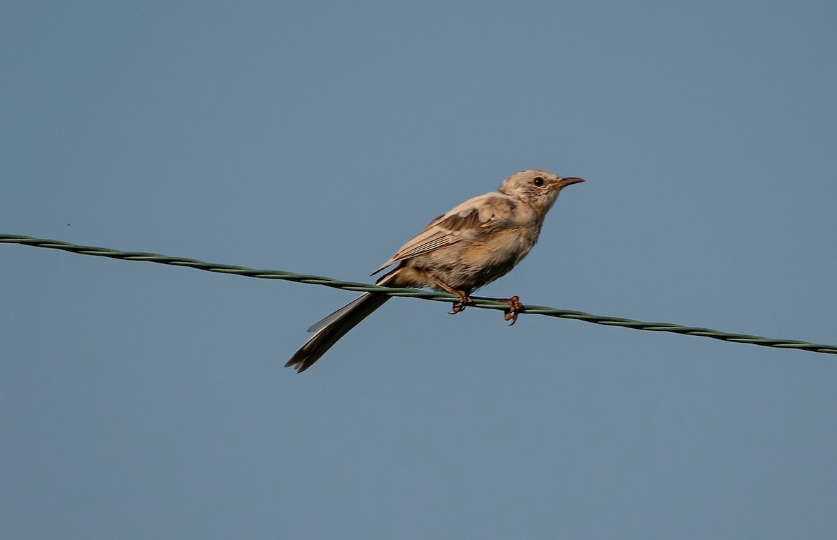 Northern Mockingbird - ML485394051