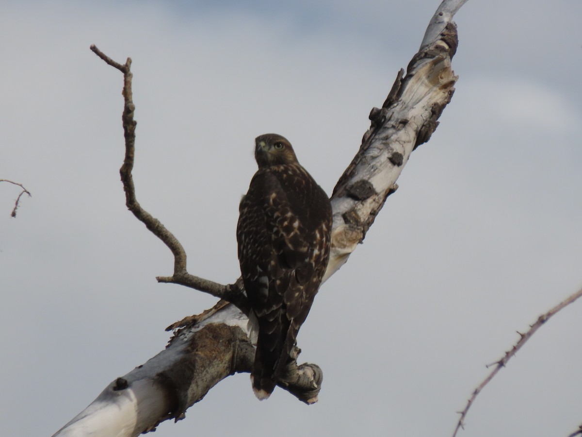 Red-tailed Hawk - ML485394141