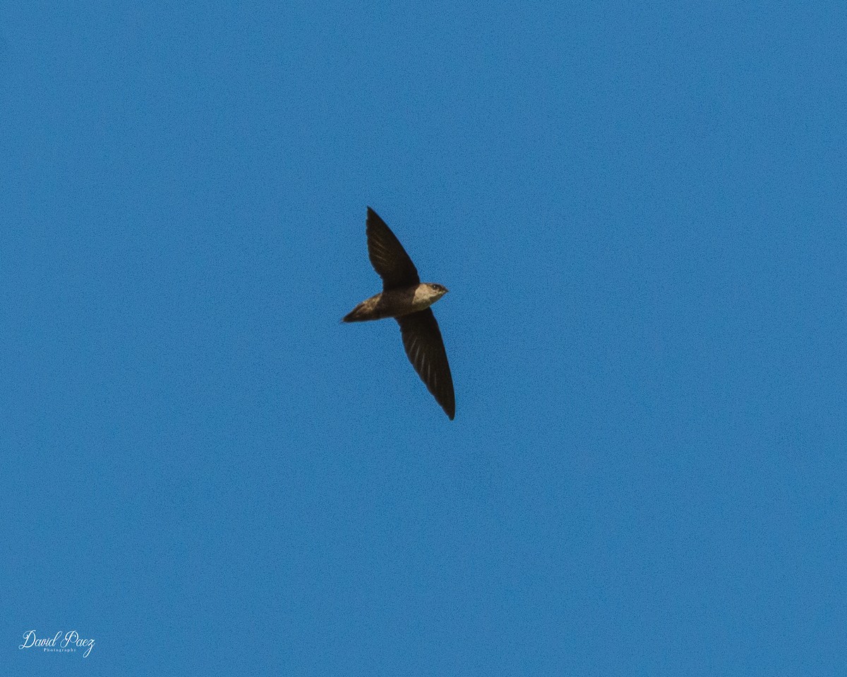 Chimney Swift - David Paez