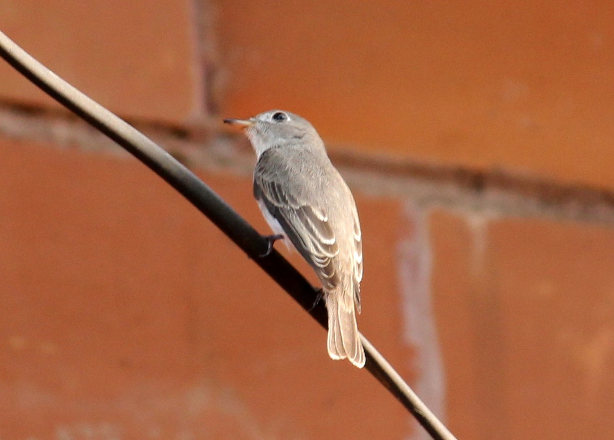 Asian Brown Flycatcher - sumi Panniannur