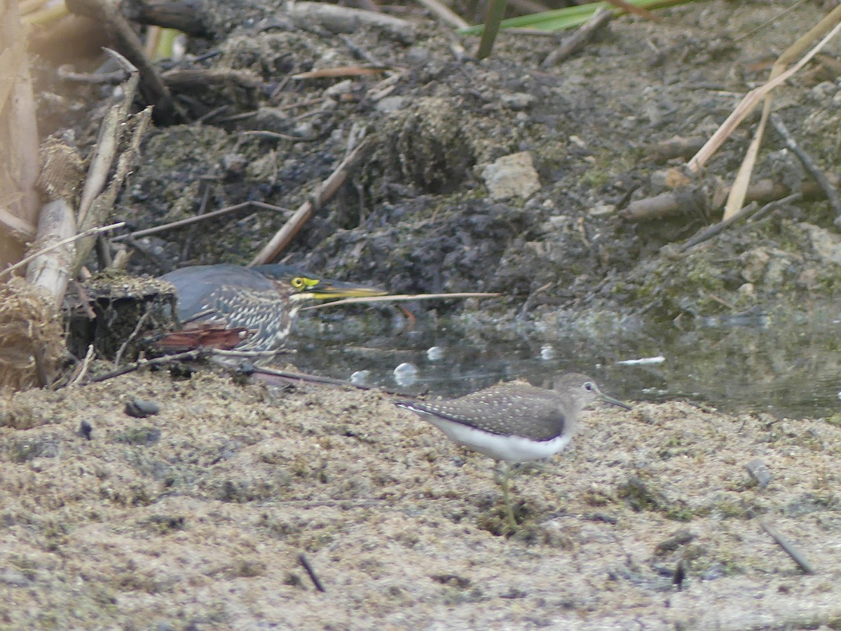 Green Heron - ML485395151