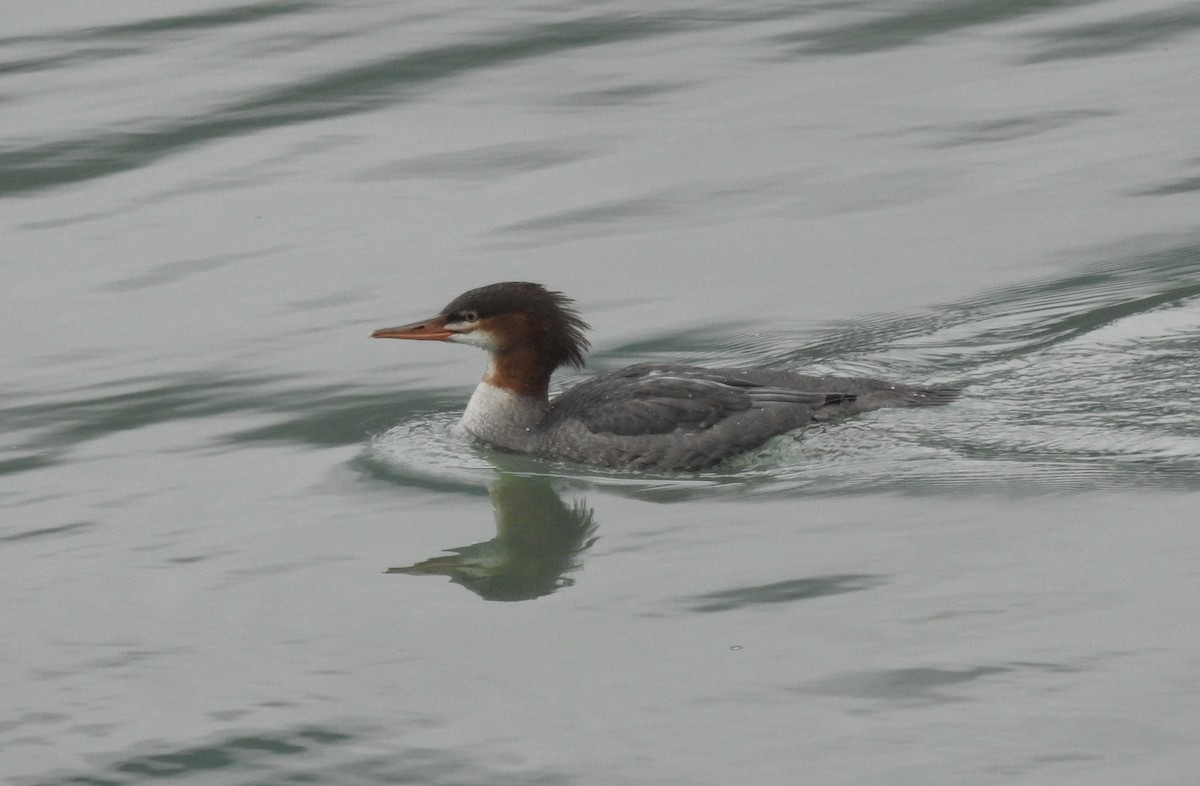 Common Merganser - ML485395451