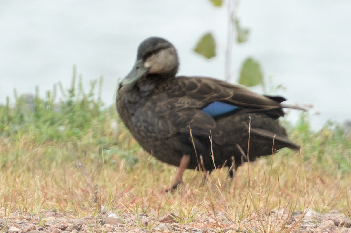 Esmer Ördek - ML485395871