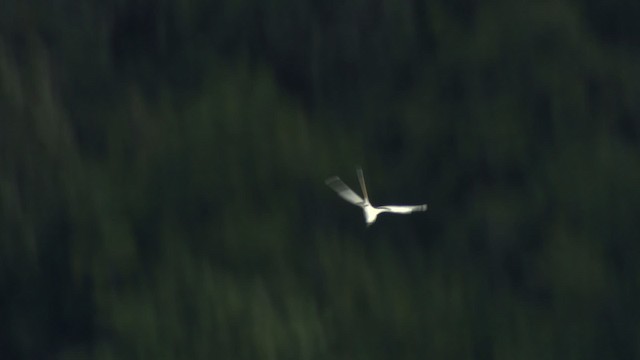 Weißschwanz-Tropikvogel (dorotheae) - ML485396