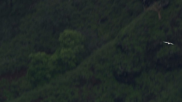Weißschwanz-Tropikvogel (dorotheae) - ML485397