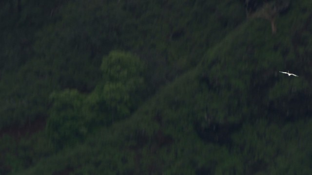 White-tailed Tropicbird (Pacific) - ML485397