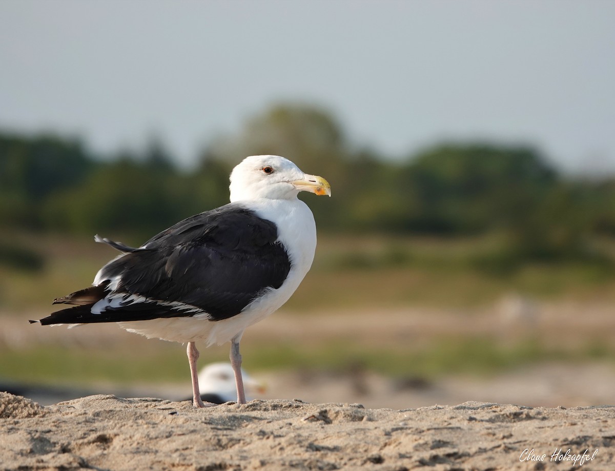 Great Black-backed Gull - ML485397391