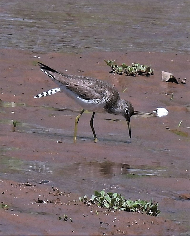 Solitary Sandpiper - ML485398661