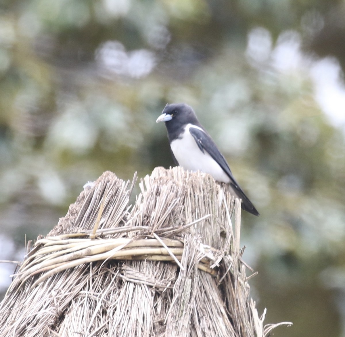 Great Woodswallow - ML485399711