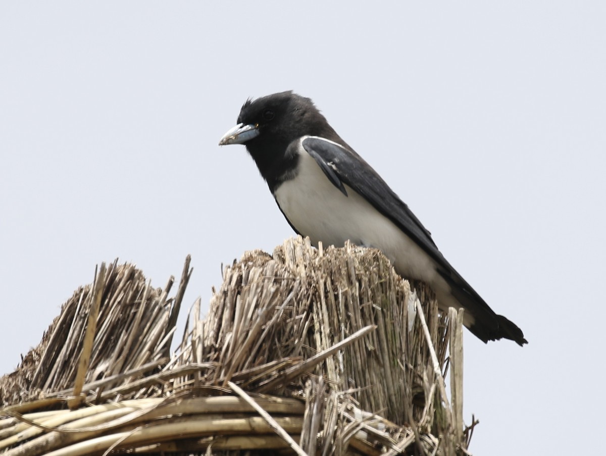 Great Woodswallow - ML485399721