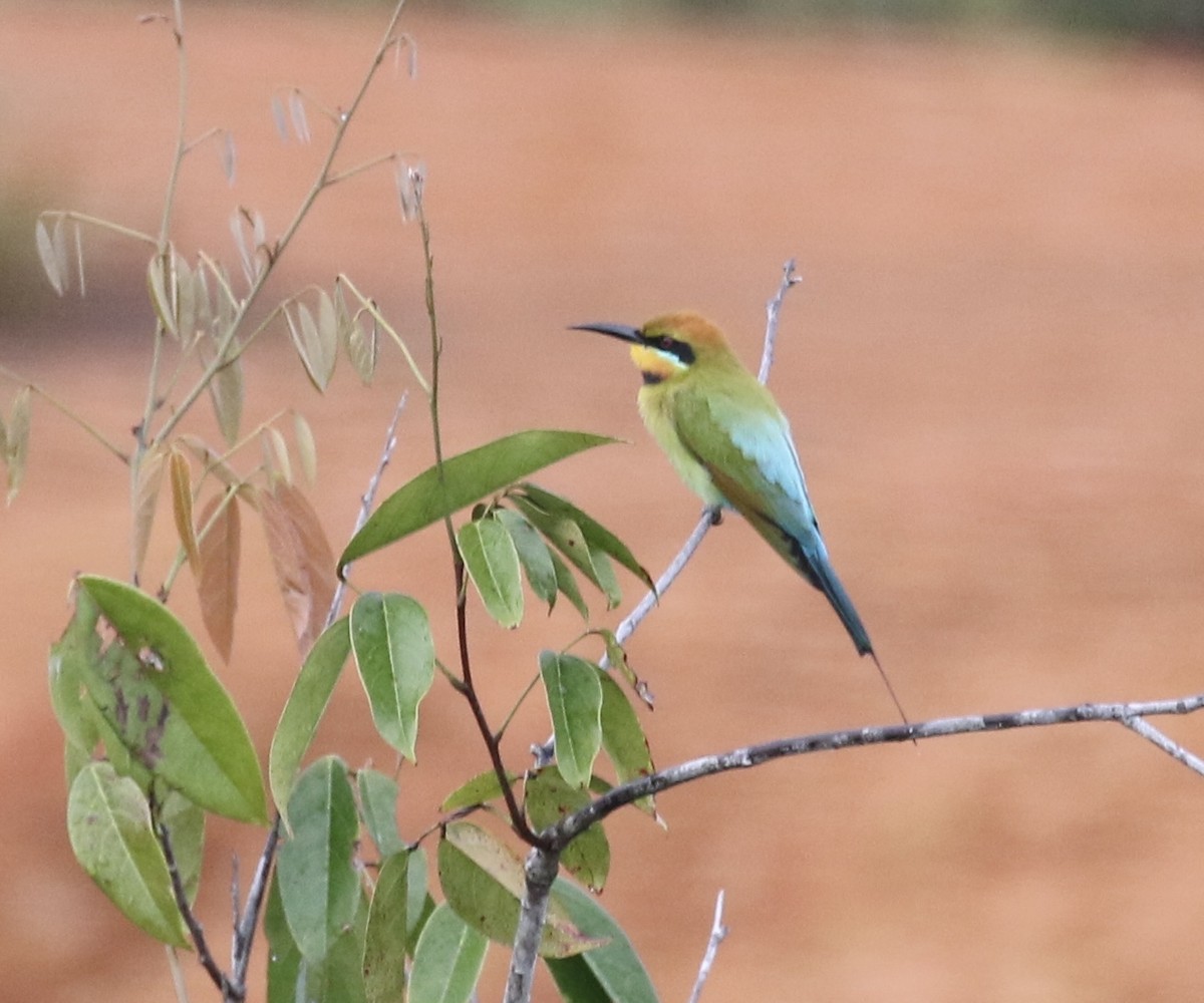 Rainbow Bee-eater - ML485400431