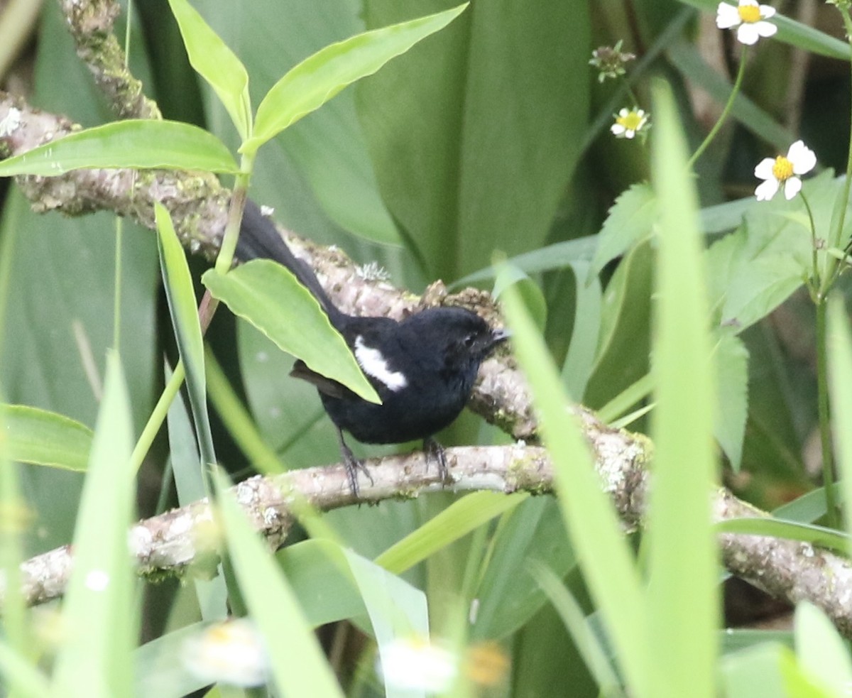 White-shouldered Fairywren - Mike O'Malley