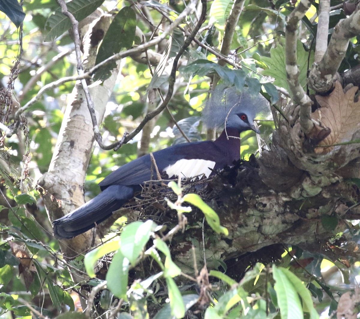 Sclater's Crowned-Pigeon - ML485401671