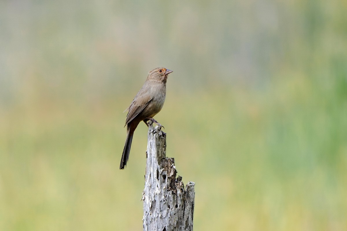 California Towhee - ML485402011