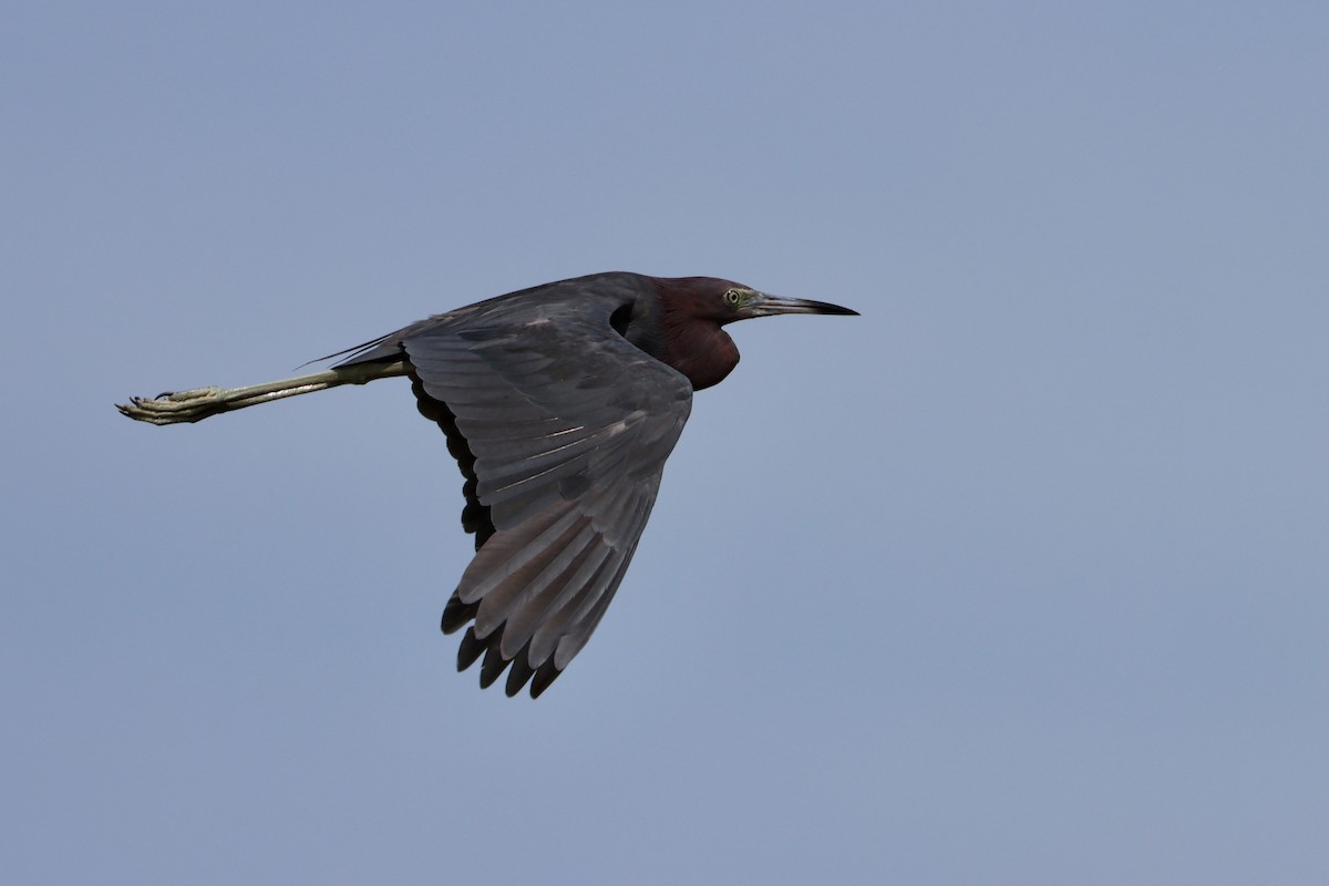 Little Blue Heron - ML485402531